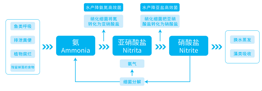 水產養殖脫氮原理
